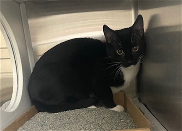 LIP - Domestic Short Hair available for adoption