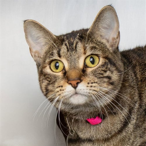 TACO - Domestic Short Hair available for adoption