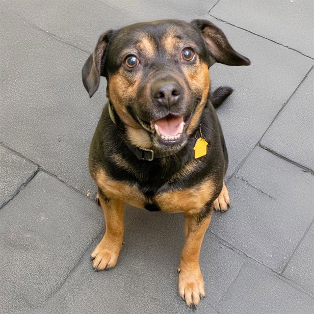 CODY - German Shepherd Dog / Beagle available for adoption