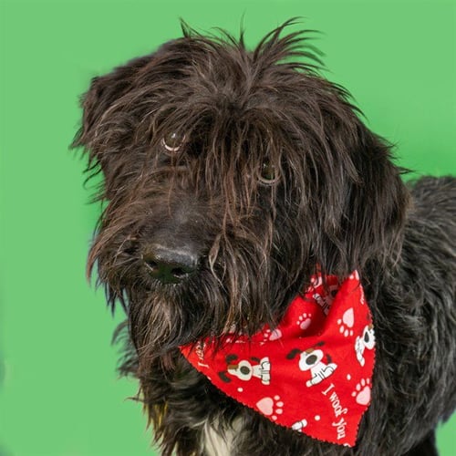WESLEY - Bearded Collie available for adoption