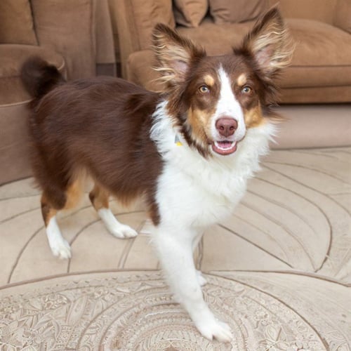NYLA - Australian Shepherd available for adoption