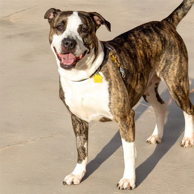 KIKI - Pit Bull Terrier available for adoption