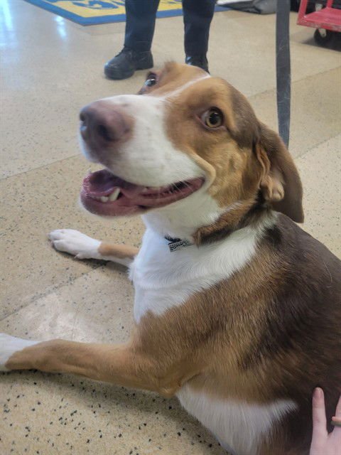 OPHELIA - Beagle available for adoption