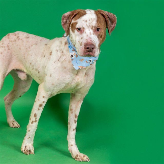 ROUX - Pit Bull Terrier / Australian Cattle Dog/Blue Heeler available for adoption