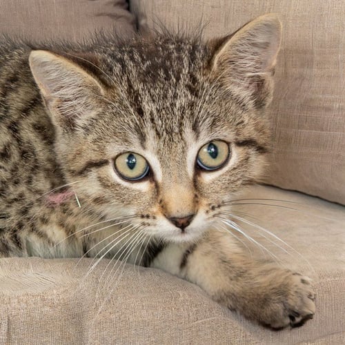 CHILI - Domestic Short Hair for adoption in St. Louis