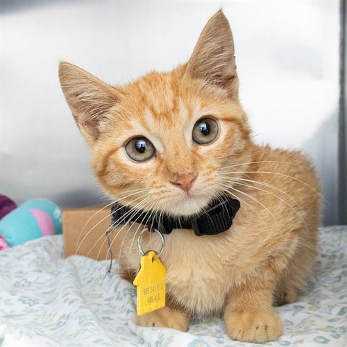 CALLIE - Domestic Short Hair available for adoption
