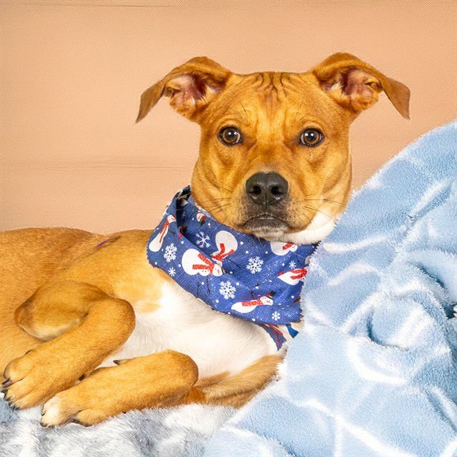 SCALLOP - Beagle available for adoption