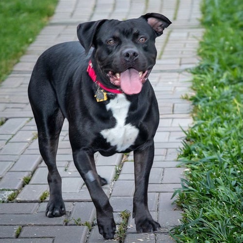 JUNIOR - Pit Bull Terrier available for adoption