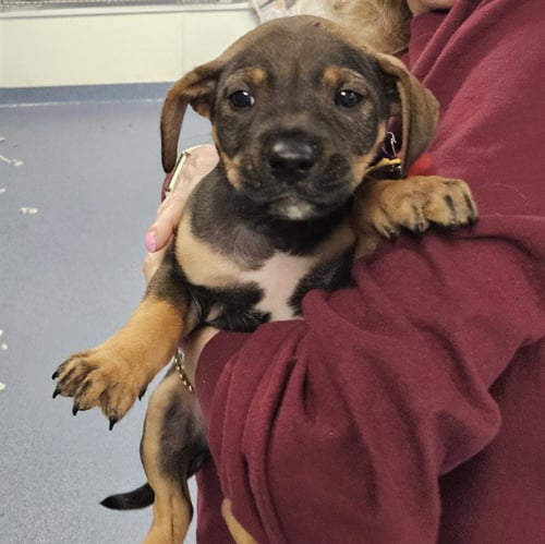 SAGEBRUSH - Beagle / German Shepherd Dog available for adoption