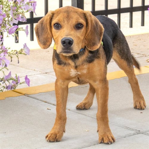 BAGEL - Beagle available for adoption