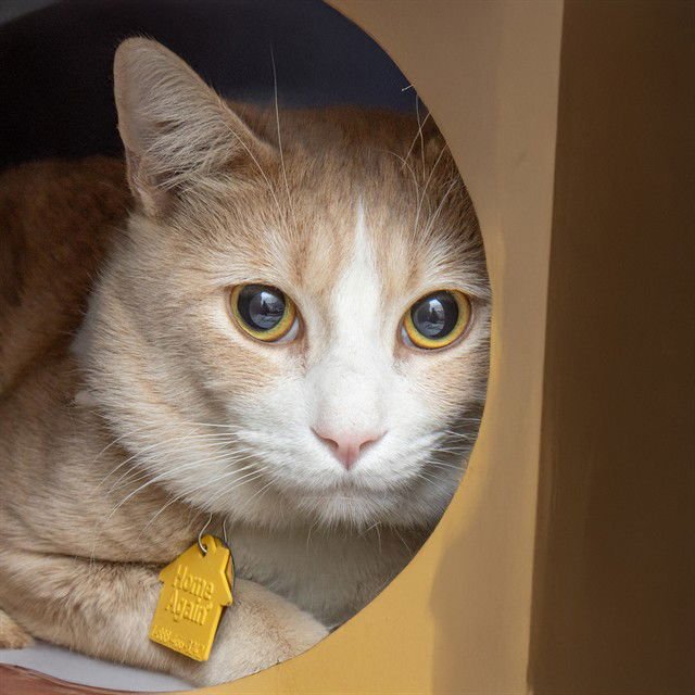 RAMO - Domestic Short Hair available for adoption