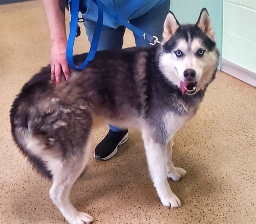 KAI - Siberian Husky available for adoption