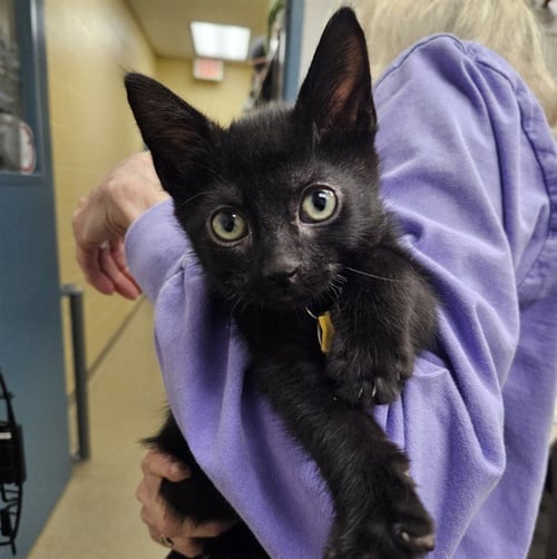 GOOGLE - Domestic Short Hair available for adoption