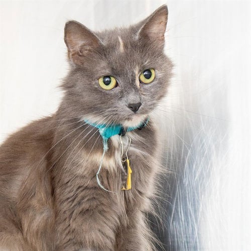 BLUE SHARK - Domestic Medium Hair available for adoption