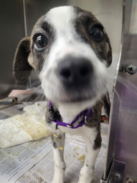 RODNEY - Pit Bull Terrier available for adoption