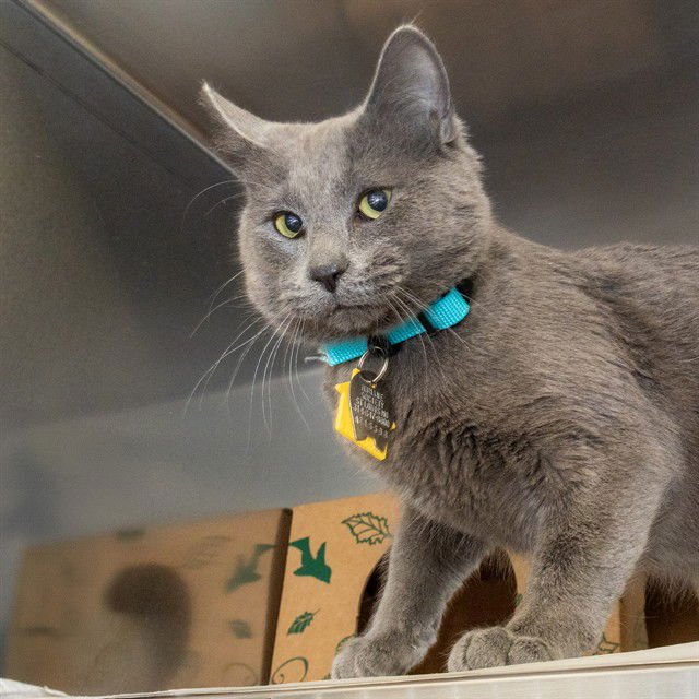 SMOKES - Domestic Short Hair available for adoption