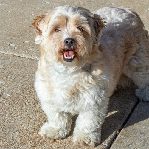 CANDY APPLE - Shih Tzu / Cairn Terrier available for adoption