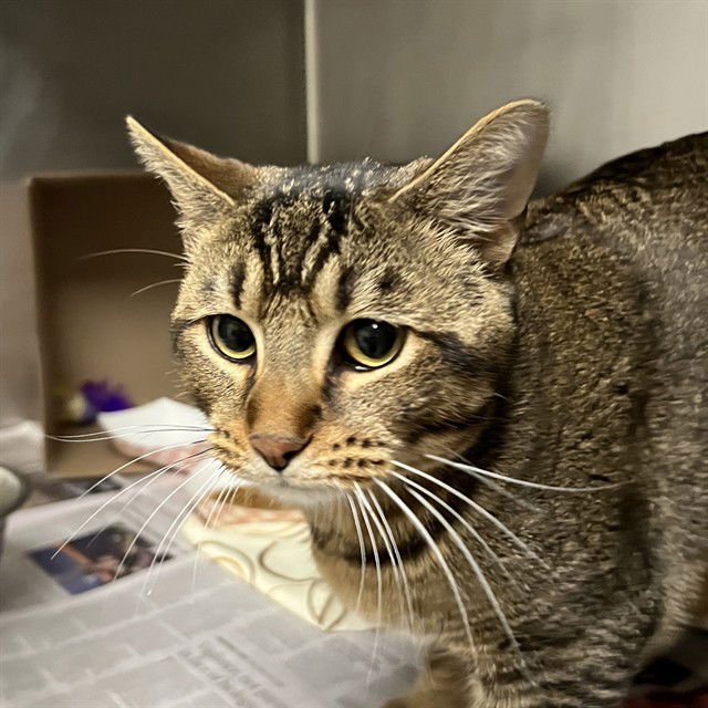 BANDIT - Domestic Short Hair available for adoption