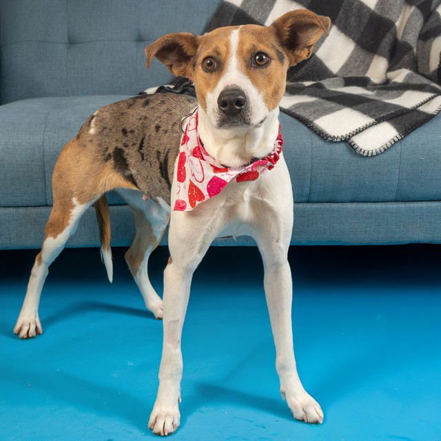 LEXI - Catahoula Leopard Dog available for adoption