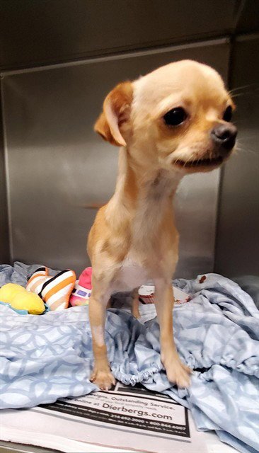 BUBBLE - Chihuahua available for adoption