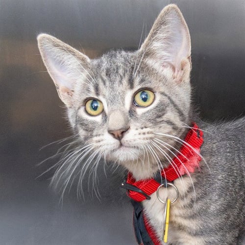 COOPER - Domestic Short Hair available for adoption