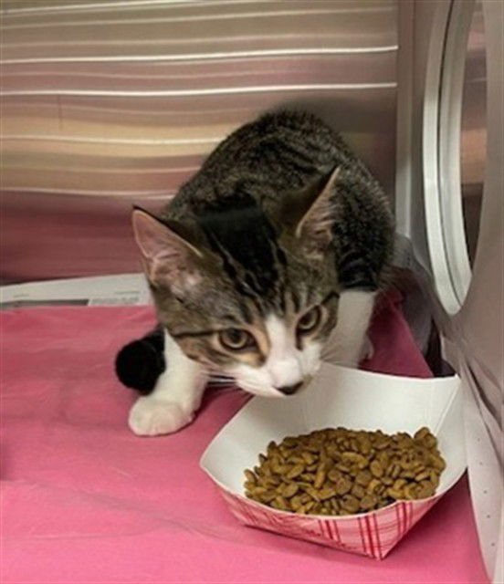 LINCOLN LOUD - Domestic Short Hair available for adoption