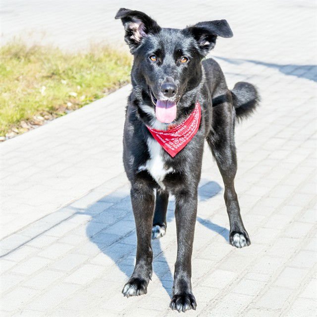 ROXY - Border Collie available for adoption