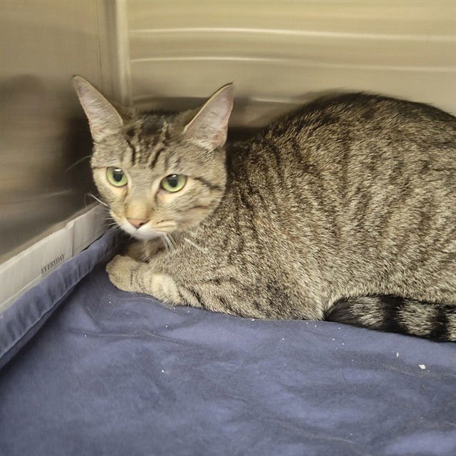 BAGUETTE - Domestic Short Hair available for adoption