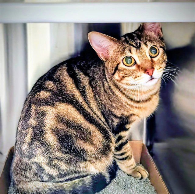 GWEN - Domestic Short Hair available for adoption