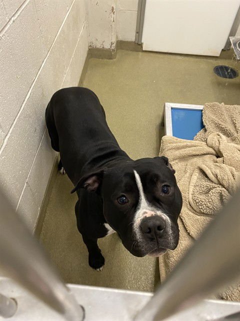 PARAMORE - Pit Bull Terrier available for adoption