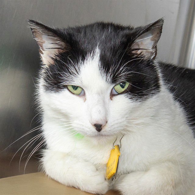 CAMILLE - Domestic Short Hair available for adoption