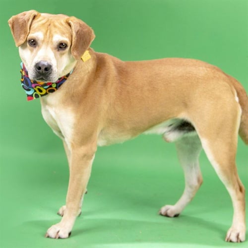 CHASE - Beagle available for adoption