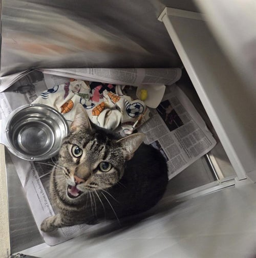 RITA - Domestic Short Hair available for adoption
