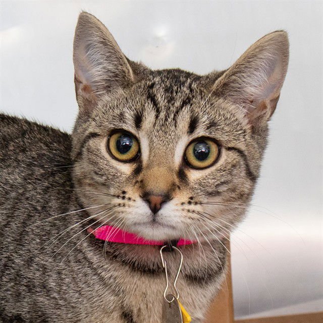 MYSTERY - Domestic Short Hair available for adoption