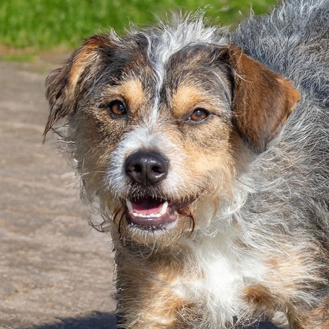 HYENA - Miniature Schnauzer available for adoption