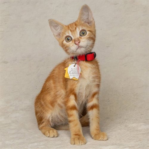 DAVE - Domestic Short Hair available for adoption