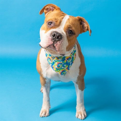 BUCKEYE - Bulldog available for adoption