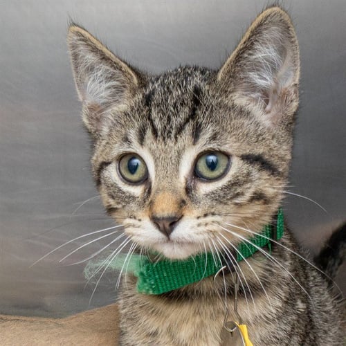 BEECH - Domestic Short Hair available for adoption