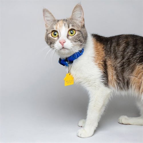 IVY - Domestic Short Hair available for adoption