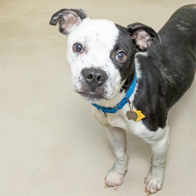 LEMON DROP - Pit Bull Terrier / Boston Terrier available for adoption