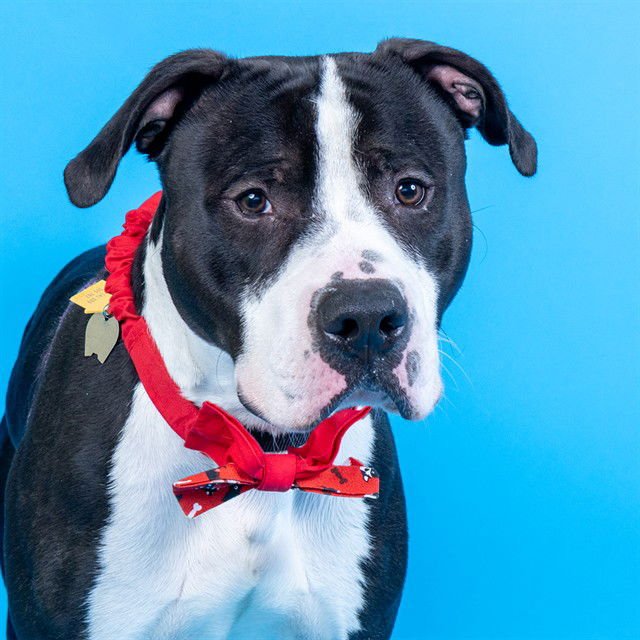 BRAD - Pit Bull Terrier available for adoption