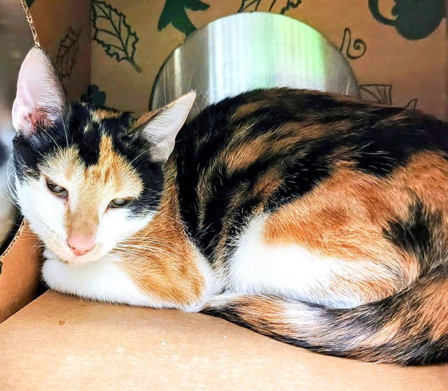 XYLOPHONE - Domestic Short Hair available for adoption