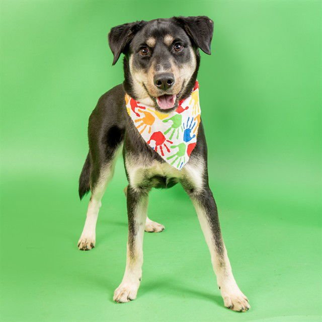 KONG - Siberian Husky available for adoption