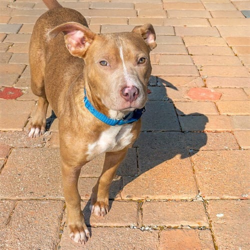 UNCLE DUDLY - Pit Bull Terrier available for adoption