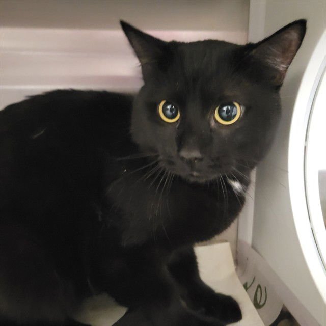 LEROY - Domestic Short Hair available for adoption