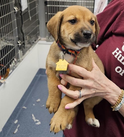 ROBBIE - Labrador Retriever available for adoption