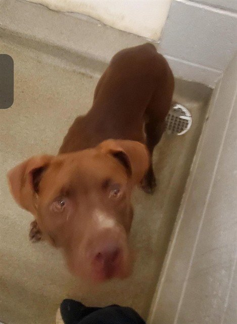 BRICK - Pit Bull Terrier available for adoption
