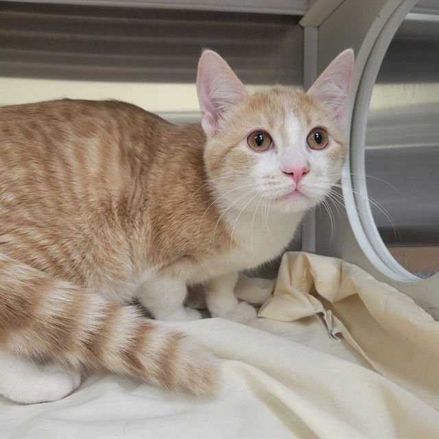 KING GEORGE - Domestic Short Hair available for adoption