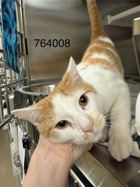 CHEDDAR CHEESE - Domestic Short Hair available for adoption