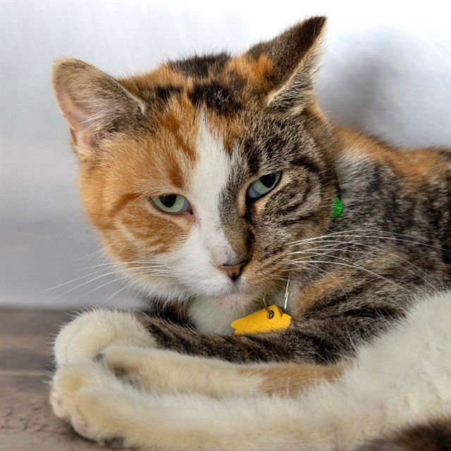 CLARA - Domestic Short Hair available for adoption